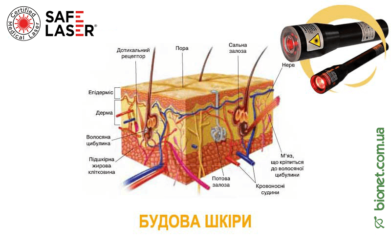 Будова шкіри, Safe Laser | Bionet, Biyovis